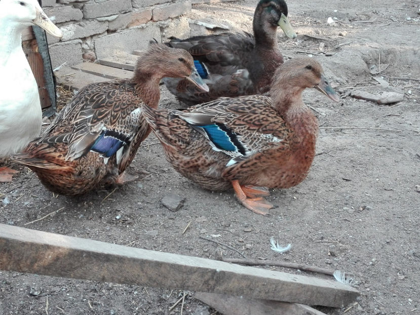  - rouen si aylesbury