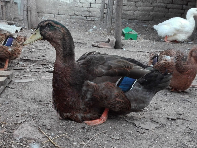  - rouen si aylesbury