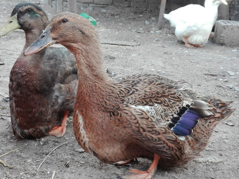  - rouen si aylesbury