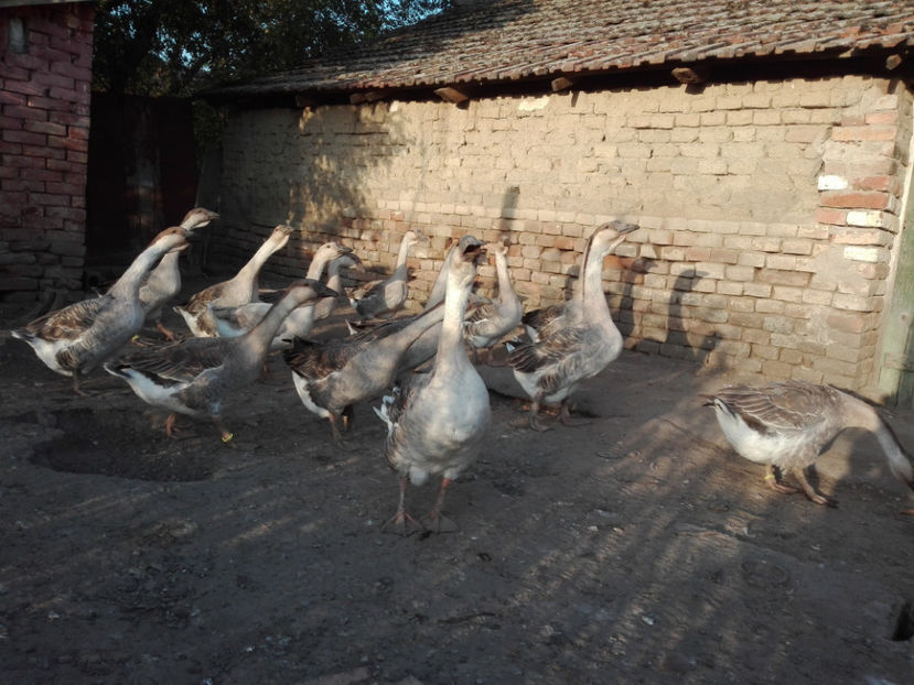  - gaste Africane 2017