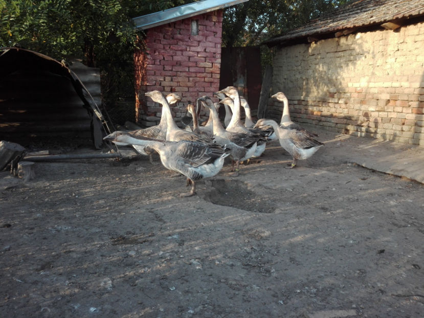  - gaste Africane 2017