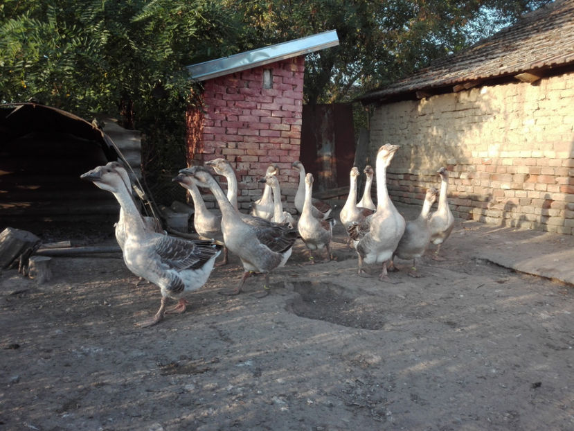  - gaste Africane 2017