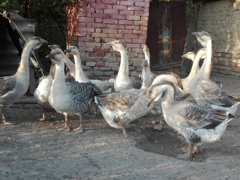  - gaste Africane 2017