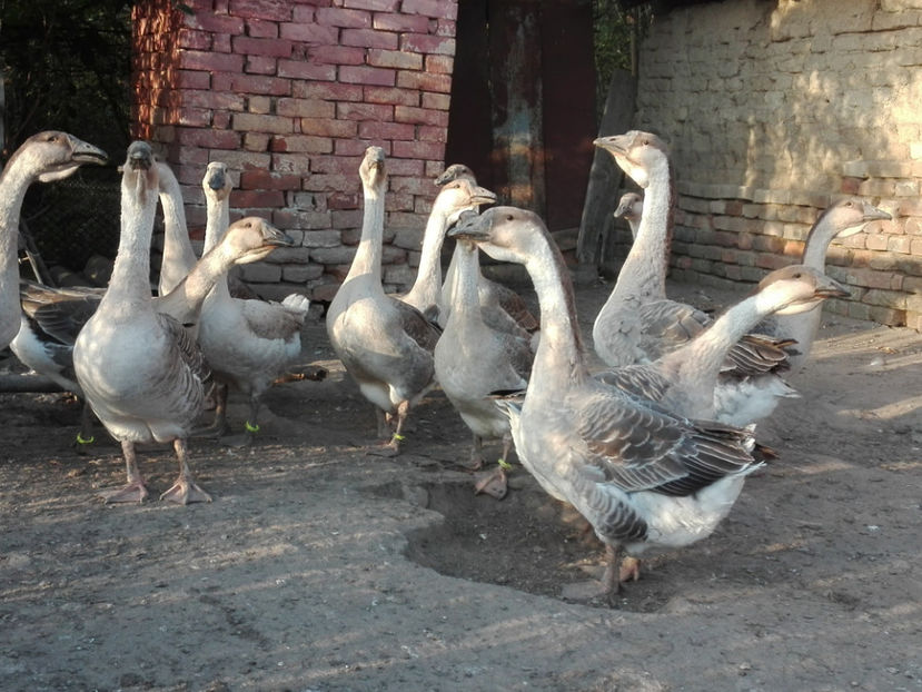  - gaste Africane 2017