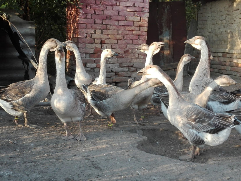  - gaste Africane 2017