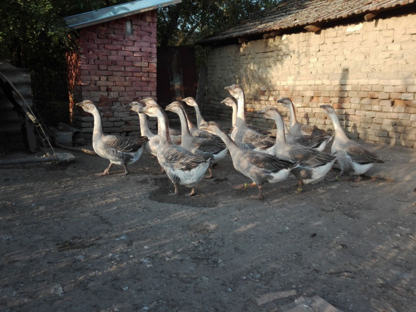  - gaste Africane 2017