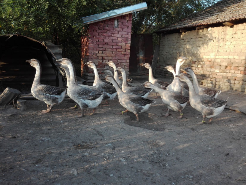  - gaste Africane 2017