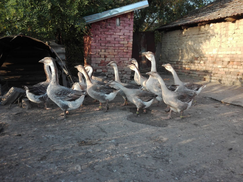  - gaste Africane 2017