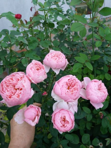  - The alnwick Rose