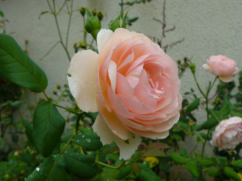 Heritage - 2017 August