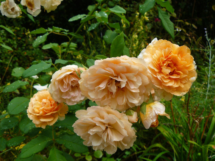 Buff Beauty - 2017 August