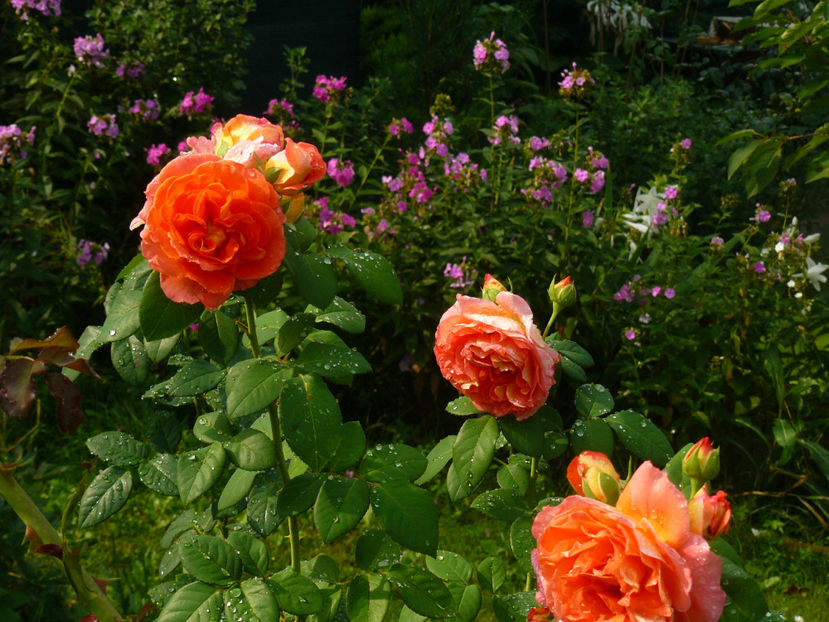 Mamie Dittiere - 2017 August