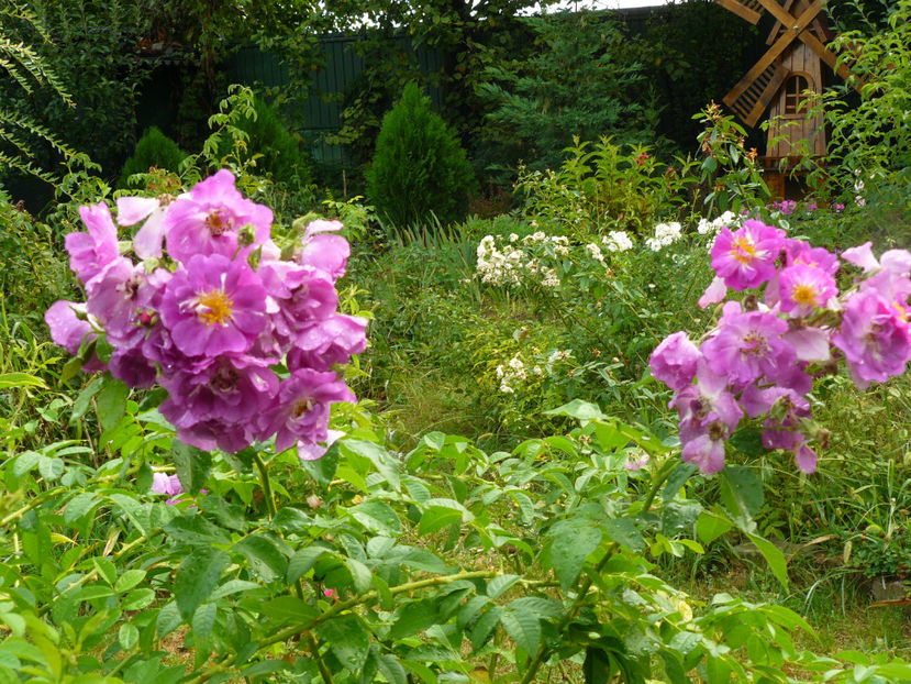 Chewblue More - 2017 August