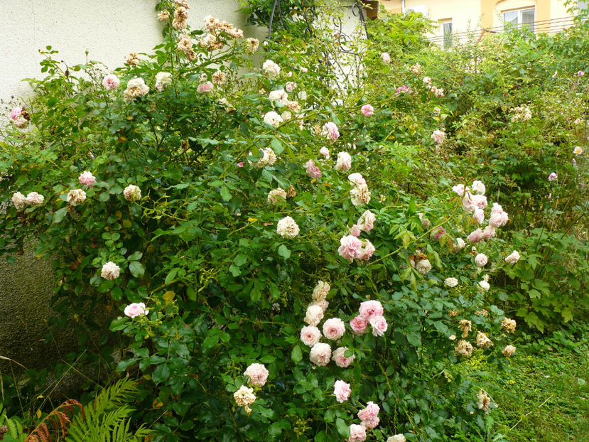 Larisa - 2017 August