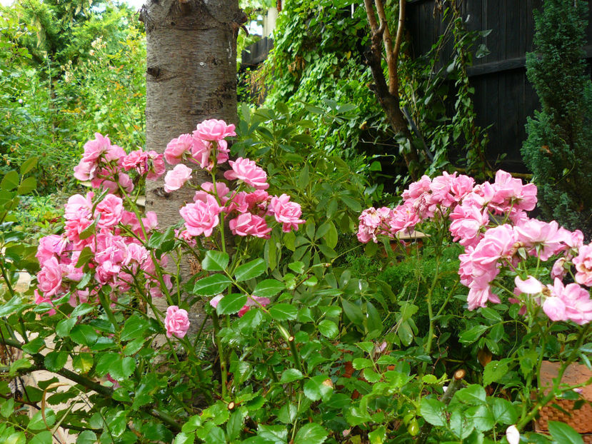 Palmgarten Frankfurt - 2017 August
