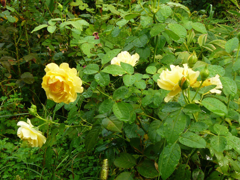 Julia Child - 2017 August