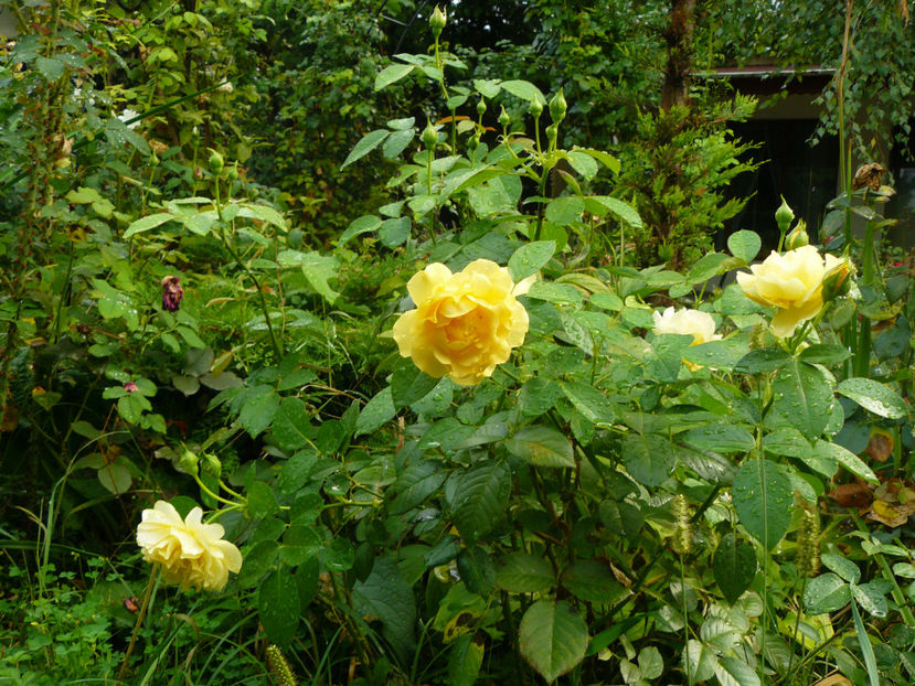 Juia Child - 2017 August