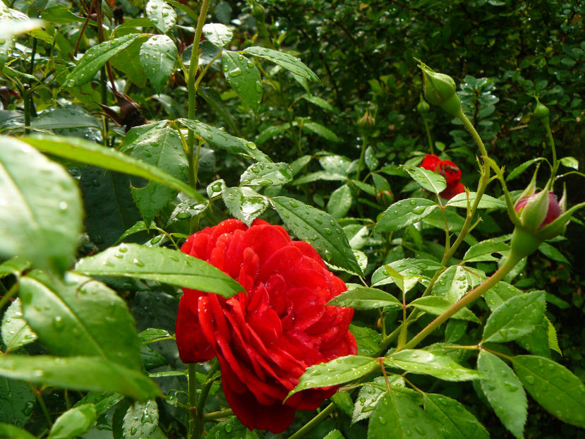 Out of Rosenhaim - 2017 August