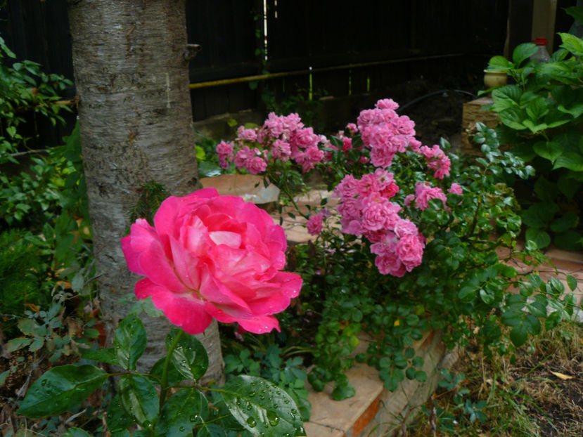 P1300451 - 2017 August