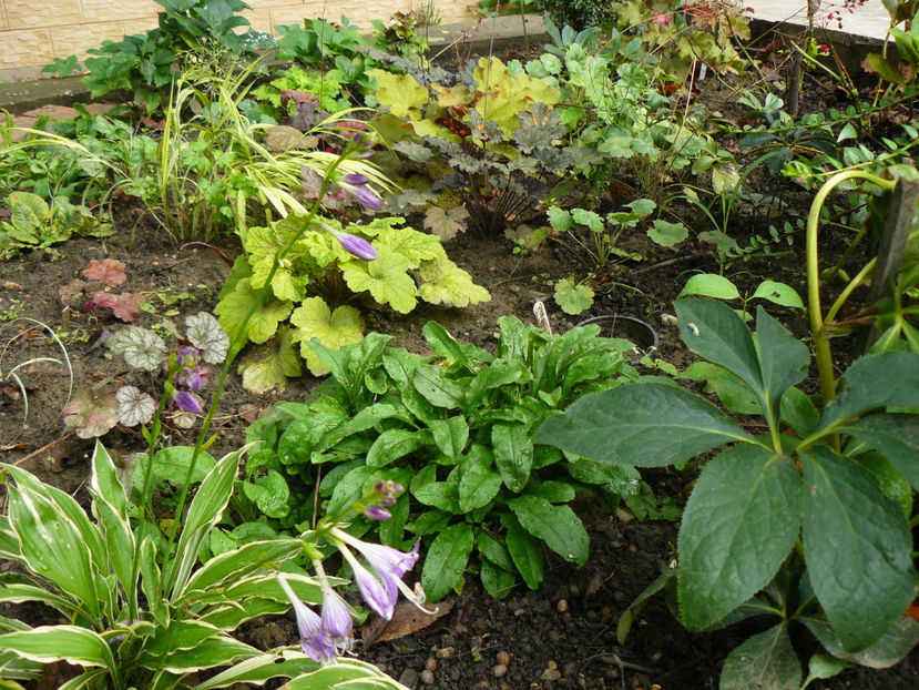 Heuchere - 2017 August