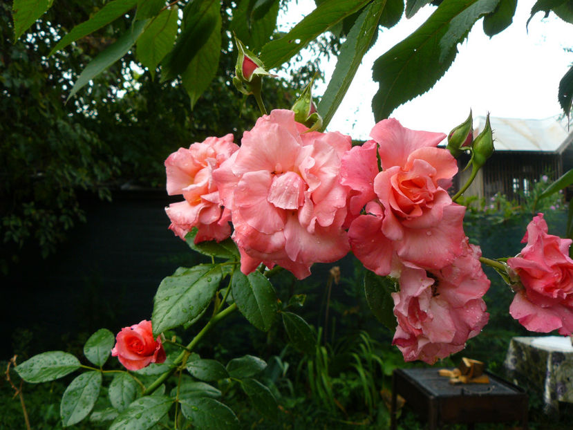 ChewAlibaba - 2017 August