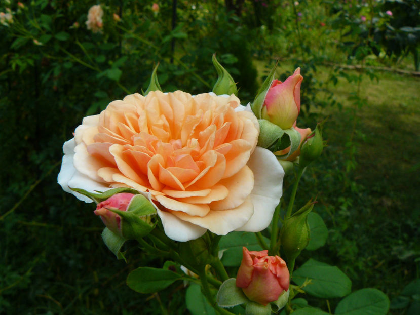 Maria Magdalena - 2017 August