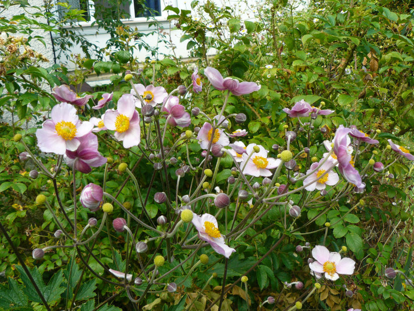 Anemone - 2017 August