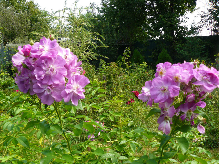 Chewbluemore - 2017 August