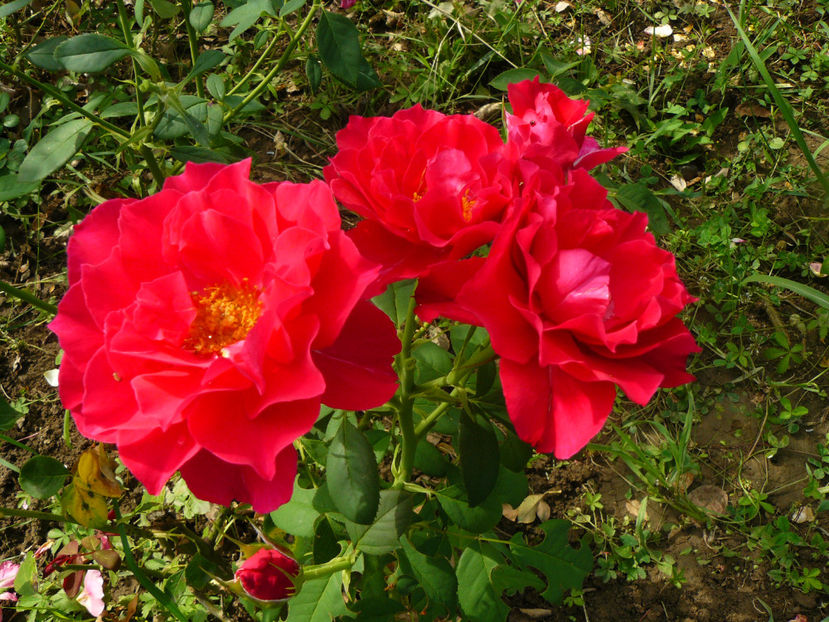 Souvenir dEdouard Maubert - 2017 August