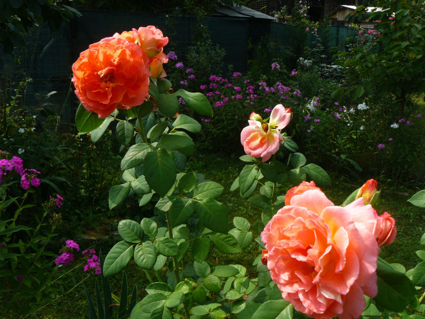 Mamie Dittiere - 2017 August