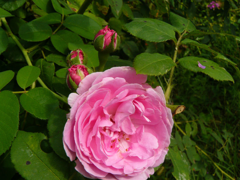 Louise Odiere - 2017 August