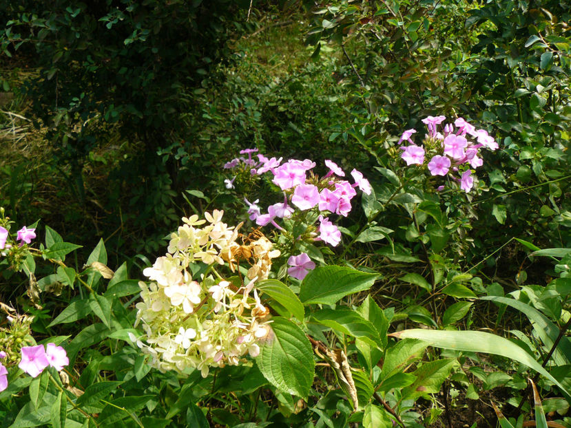 Vanille Fraise - 2017 August