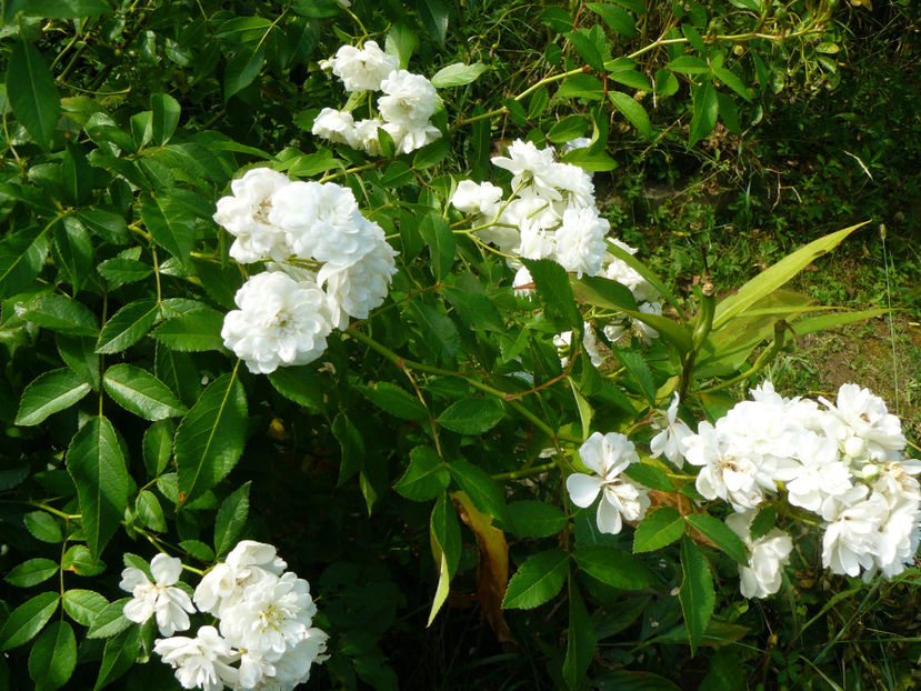 Francine Austin - 2017 August