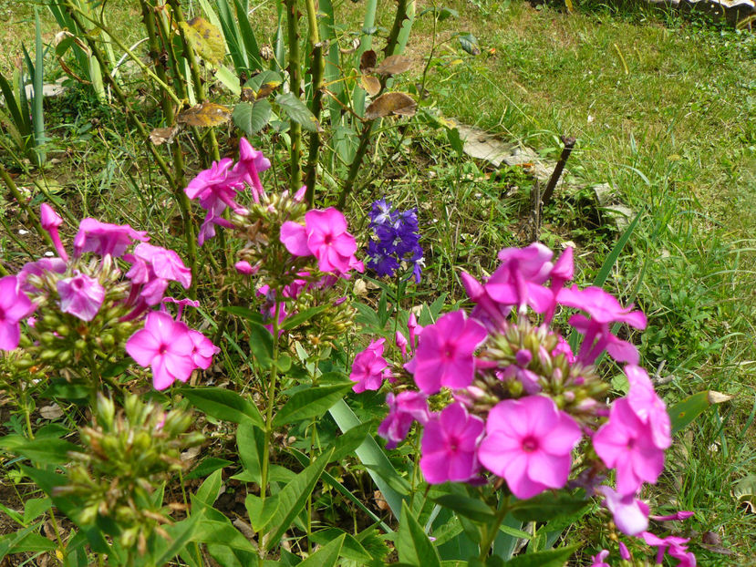 Purple Flame - 2017 August