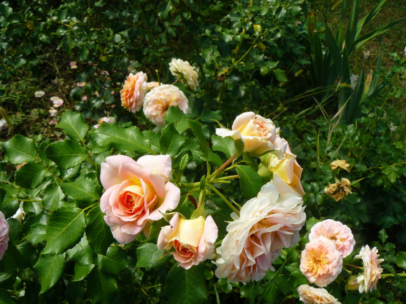 Concerto 94 - 2017 August