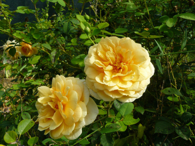 Teasing Georgia - 2017 August