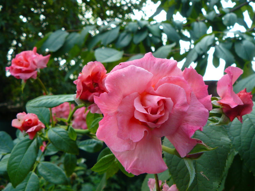 ChewAlibaba - 2017 August