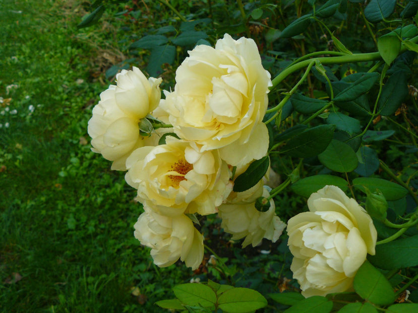 Wollerton old Halle - 2017 August