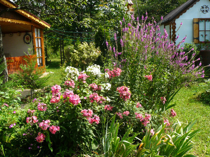 P1300505 - 2017 August