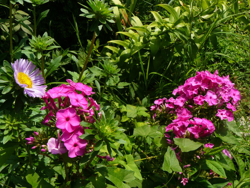 Phlox Purple Flame - 2017 August