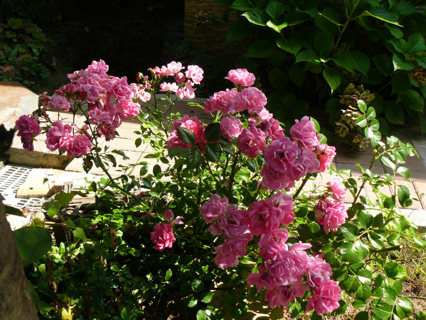 Palmgarten Frankfurt dureaza ! - 2017 August