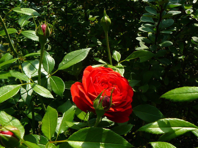 Out of Rosenhaim - 2017 August