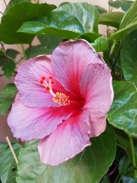  - Hibiscus 2017