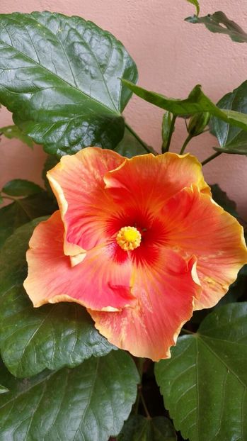 IMG-20170823-WA0000 - Hibiscus 2017