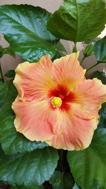 TJ_s Mystery - Hibiscus 2017
