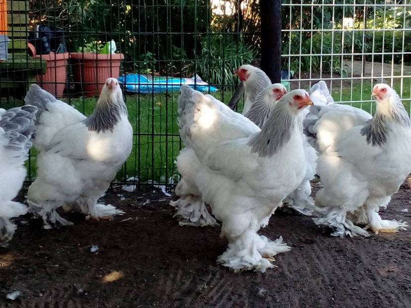 Pieraerts - Belgia, iulie 17 - BRAHMA CLUB ROMANIA Facebook