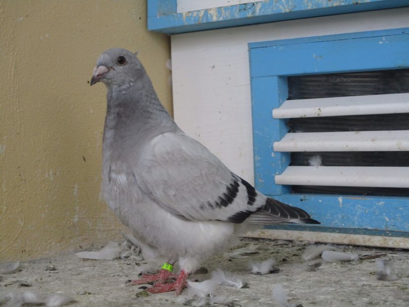 4381-17 - Tineret 2017