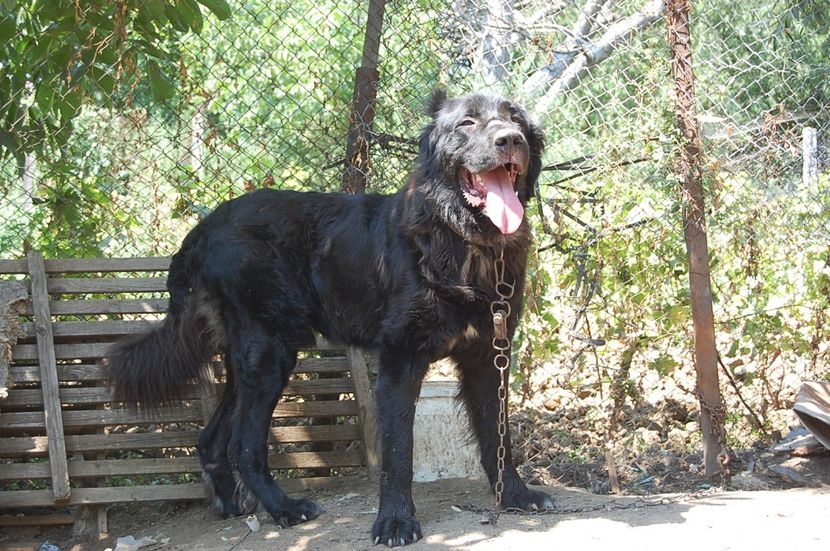  - ciobanesc romanesc corb