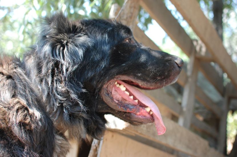  - ciobanesc romanesc corb