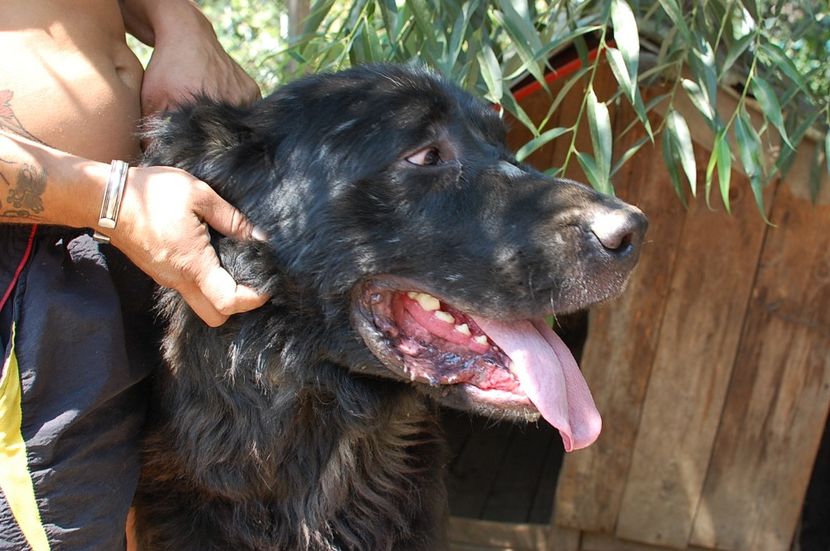  - ciobanesc romanesc corb